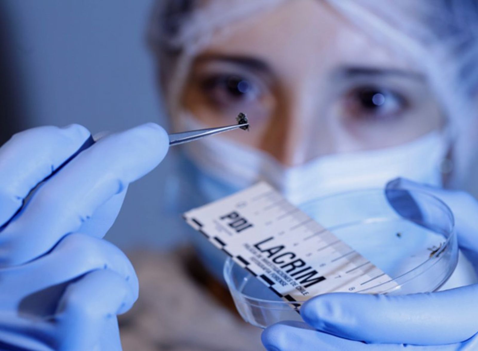 Curso Básico de Entomología Forense